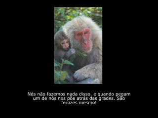 Nós não fazemos nada disso, e quando pegam um de nós nos põe atrás das grades. São ferozes mesmo! 