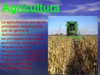 La agricultura es uno de los principales causas por las que se genera la desforestación. fue una de las principales actividades económicas del hombre y también lo es en la actualidad. normalmente la cosecha se da al ganado más que a  la población, la soja es uno de los principales cultivos.   Agricultura 