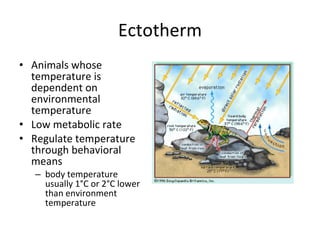 Ectotherm Animals whose temperature is dependent on environmental  temperature  Low metabolic rate  Regulate temperature through behavioral means body temperature usually 1°C or 2°C lower than environment temperature 