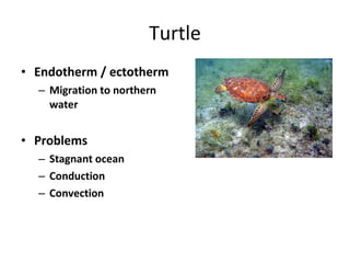 Turtle Endotherm / ectotherm Migration to northern water Problems Stagnant ocean Conduction Convection 