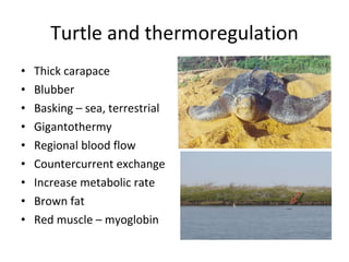 Turtle and thermoregulation Thick carapace Blubber  Basking – sea, terrestrial Gigantothermy Regional blood flow Countercurrent exchange Increase metabolic rate Brown fat Red muscle – myoglobin 