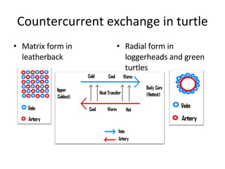 Countercurrent exchange in turtle Matrix form in leatherback Radial form in loggerheads and green turtles 