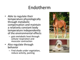 Endotherm  Able to regulate their temperature physiologically through metabolic compensation and maintain a relatively constant body temperature independently of the environmental effects gain metabolic heat through cellular respiration and muscular contraction  Also regulate through behavior Find shade under vegetation,  reduce activity, panting 