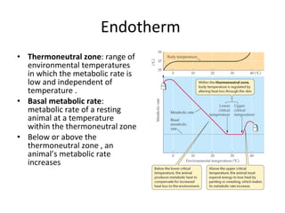 Endotherm  Thermoneutral zone : range of environmental temperatures in which the metabolic rate is low and independent of temperature . Basal metabolic rate : metabolic rate of a resting animal at a temperature within the thermoneutral zone Below or above the thermoneutral zone , an animal’s metabolic rate increases 