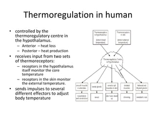 Thermoregulation in human controlled by the thermoregulatory centre in the hypothalamus.  Anterior  – heat loss Posterior – heat production receives input from two sets of thermoreceptors: receptors in the hypothalamus itself monitor the core temperature receptors in the skin monitor the external temperature. sends impulses to several different effectors to adjust body temperature 