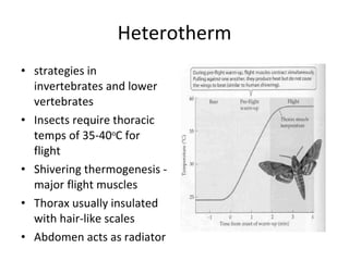 Heterotherm strategies in invertebrates and lower vertebrates Insects require thoracic temps of 35-40 o C for flight Shivering thermogenesis - major flight muscles Thorax usually insulated with hair-like scales Abdomen acts as radiator 