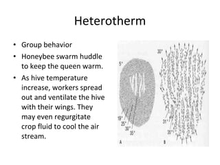 Heterotherm Group behavior Honeybee swarm huddle to keep the queen warm.  As hive temperature increase, workers spread out and ventilate the hive with their wings. They may even regurgitate crop fluid to cool the air stream. 