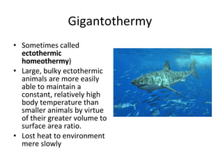 Gigantothermy  Sometimes called  ectothermic homeothermy ) Large, bulky ectothermic animals are more easily able to maintain a constant, relatively high body temperature than smaller animals by virtue of their greater volume to surface area ratio. Lost heat to environment mere slowly 
