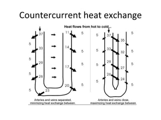 Countercurrent heat exchange 