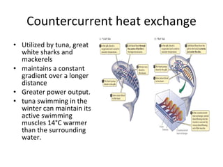 Countercurrent heat exchange Utilized by tuna, great white sharks and mackerels maintains a constant gradient over a longer distance  Greater power output. tuna swimming in the winter can maintain its active swimming muscles 14°C warmer than the surrounding water. 