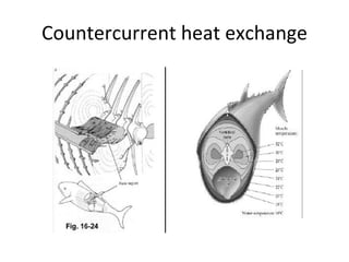 Countercurrent heat exchange 