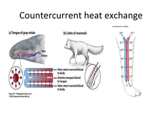 Countercurrent heat exchange 