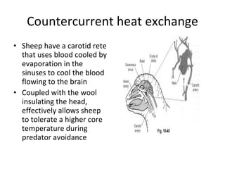 Countercurrent heat exchange Sheep have a carotid rete that uses blood cooled by evaporation in the sinuses to cool the blood flowing to the brain  Coupled with the wool insulating the head, effectively allows sheep to tolerate a higher core temperature during predator avoidance 
