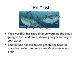 “ Hot” fish The swordfish has special tissue warming the blood going to eyes and brain, allowing prey searching in cool water Bluefin tuna has tail muscle generating heat for marathon swim,  and  rete mirabile  at muscle and brain  