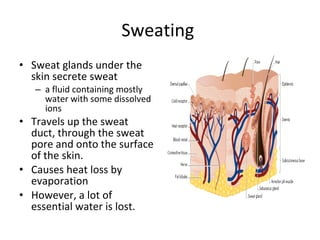 Sweating  Sweat glands under the skin secrete sweat a fluid containing mostly water with some dissolved ions Travels up the sweat duct, through the sweat pore and onto the surface of the skin.  Causes heat loss by evaporation However, a lot of essential water is lost. 