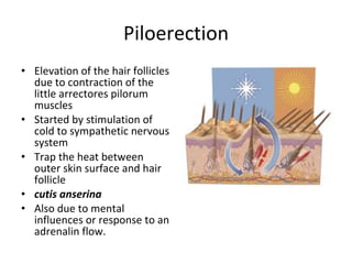 Piloerection Elevation of the hair follicles due to contraction of the little arrectores pilorum muscles Started by stimulation of cold to sympathetic nervous system Trap the heat between outer skin surface and hair follicle cutis anserina Also due to mental influences or response to an adrenalin flow. 