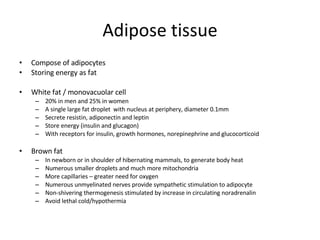 Adipose tissue Compose of adipocytes Storing energy as fat White fat / monovacuolar cell 20% in men and 25% in women A single large fat droplet  with nucleus at periphery, diameter 0.1mm Secrete resistin, adiponectin and leptin  Store energy (insulin and glucagon) With receptors for insulin, growth hormones, norepinephrine and glucocorticoid Brown fat  In newborn or in shoulder of hibernating mammals, to generate body heat Numerous smaller droplets and much more mitochondria More capillaries – greater need for oxygen  Numerous unmyelinated nerves provide sympathetic stimulation to adipocyte Non-shivering thermogenesis stimulated by increase in circulating noradrenalin Avoid lethal cold/hypothermia 