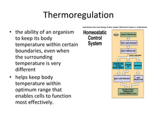Thermoregulation the ability of an organism to keep its body temperature within certain boundaries, even when the surrounding temperature is very different helps keep body temperature within optimum range that enables cells to function most effectively. 