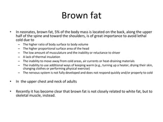 Brown fat In neonates, brown fat, 5% of the body mass is located on the back, along the upper half of the spine and toward the shoulders, is of great importance to avoid lethal cold due to The higher ratio of body surface to body volume  The higher proportional surface area of the head  The low amount of musculature and the inability or reluctance to shiver A lack of thermal insulation The inability to move away from cold areas, air currents or heat-draining materials  The inability to use additional ways of keeping warm (e.g., turning up a heater, drying their skin, changing clothes or performing physical exercise)  The nervous system is not fully developed and does not respond quickly and/or properly to cold In  the upper chest and neck of adults Recently it has become clear that brown fat is not closely related to white fat, but to skeletal muscle, instead. 