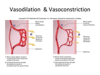 Vasodilation  & Vasoconstriction 
