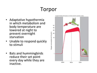 Torpor Adaptative hypothermia in which metabolism and body temperature are lowered at night to prevent overnight starvation  Unable to respond quickly to stimuli Bats and hummingbirds reduce their set point every day while they are inactive.  
