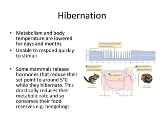 Hibernation Metabolism and body temperature are lowered for days and months  Unable to respond quickly to stimuli Some mammals release hormones that reduce their set point to around 5°C while they hibernate. This drastically reduces their metabolic rate and so conserves their food reserves e.g. hedgehogs.  