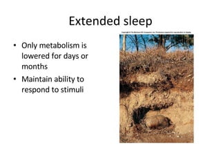 Extended sleep Only metabolism is lowered for days or months Maintain ability to respond to stimuli 