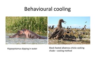 Behavioural cooling Black-footed albatross chickc seeking shade – cooling method Hippopotamus dipping in water 