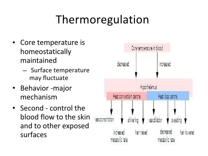 Homeostasis sugar homeostasis diagram 