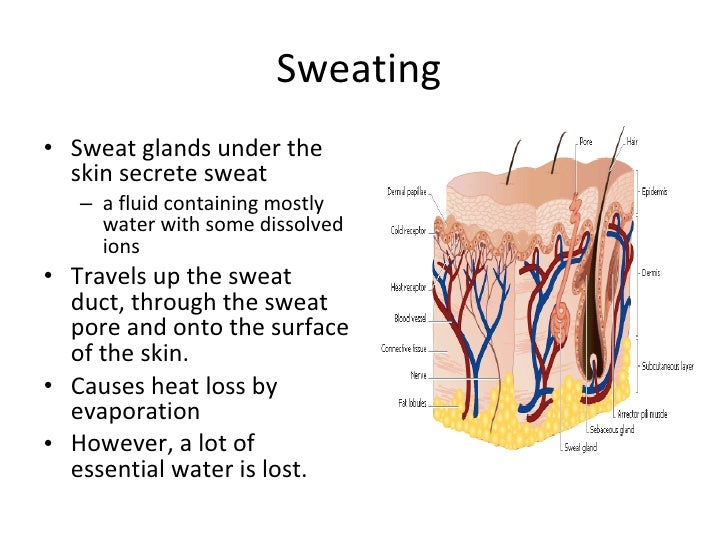 Homeostasis