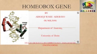 HOMEOBOX GENE
BY
ADESEJI WASIU ADEBAYO
08/46KA006
Department of Anatomy,
University of Ilorin
ANA 811:MOLECULAR EMBRYOLOGY AND GENETIC
ENGINEERING
1
 