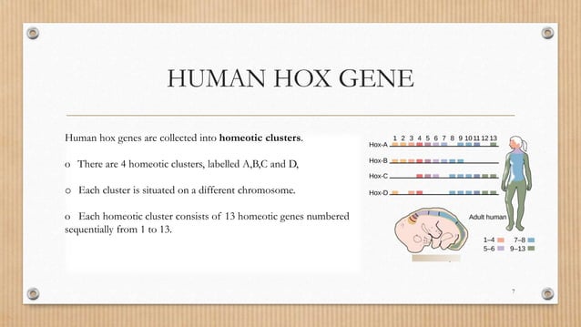 Homeobox genes PPT
