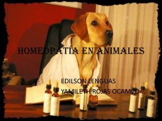 HOMEOPATÍA EN ANIMALES
EDILSON LENGUAS
YAMILETH ROJAS OCAMPO
 