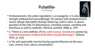 Pulsatilla-
pharmacology
• Protoanemonin, the active ingredient, is a mutagenic. It is also
strongly antibacterial and antifungal. On contact with protoanemonin
severe allergic dermatitis (itching, blistering, rash) is seen. It causes
paralysis of the CNS, GI disturbances, including nausea, vomiting and
diarrhoea as well as nephritis. (Wink & vanWyk, 2008, p. 197)
• o “There is a very definite affinity with mucous membranes producing
catarrhal responses evidenced by thick mucoid discharges” (Gibson,
1991, p. 414)
• o “An anti-spasmodic nervine having special influence to the eyes,
ears, urinary tract, uterus and prostate.”
 