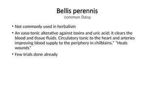 Bellis perennis
common Daisy
• Not commonly used in herbalism
• An vaso-tonic alterative against toxins and uric acid; it clears the
blood and tissue fluids. Circulatory tonic to the heart and arteries
improving blood supply to the periphery in chilblains.” “Heals
wounds”
• Few trials done already
 