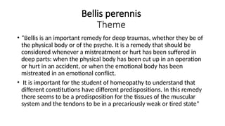 Bellis perennis
Theme
• “Bellis is an important remedy for deep traumas, whether they be of
the physical body or of the psyche. It is a remedy that should be
considered whenever a mistreatment or hurt has been suffered in
deep parts: when the physical body has been cut up in an operation
or hurt in an accident, or when the emotional body has been
mistreated in an emotional conflict.
• It is important for the student of homeopathy to understand that
different constitutions have different predispositions. In this remedy
there seems to be a predisposition for the tissues of the muscular
system and the tendons to be in a precariously weak or tired state”
 