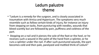 Ledum palustre
theme
• “Ledum is a remedy for the surgeon, and is closely associated in
traumatism with Arnica and Hypericum. The symptoms very much
resemble such as follow certain kinds of injury, for instance an injury
from stepping on tacks, from puncturing with needles, wounds that
bleed scantily but are followed by pain, puffiness and coldness of the
part.
• Stepping on a nail and it pierces the sole of the foot or the heel, or he
receives such a wound in the palm of the hand from a splinter, or he
runs a splinter under the nail. If after such punctured wounds, the part
becomes cold and then pale, paralyzed and mottled think of Ledum”
 