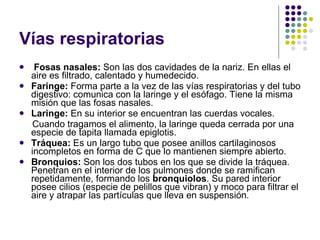 Vías respiratorias Fosas nasales:  Son las dos cavidades de la nariz. En ellas el aire es filtrado, calentado y humedecido. Faringe:  Forma parte a la vez de las vías respiratorias y del tubo digestivo: comunica con la laringe y el esófago. Tiene la misma misión que las fosas nasales. Laringe:  En su interior se encuentran las cuerdas vocales. Cuando tragamos el alimento, la laringe queda cerrada por una especie de tapita llamada epiglotis. Tráquea:  Es un largo tubo que posee anillos cartilaginosos incompletos en forma de C que lo mantienen siempre abierto. Bronquios:  Son los dos tubos en los que se divide la tráquea. Penetran en el interior de los pulmones donde se ramifican repetidamente, formando los  bronquiolos . Su pared interior posee cilios (especie de pelillos que vibran) y moco para filtrar el aire y atrapar las partículas que lleva en suspensión. 