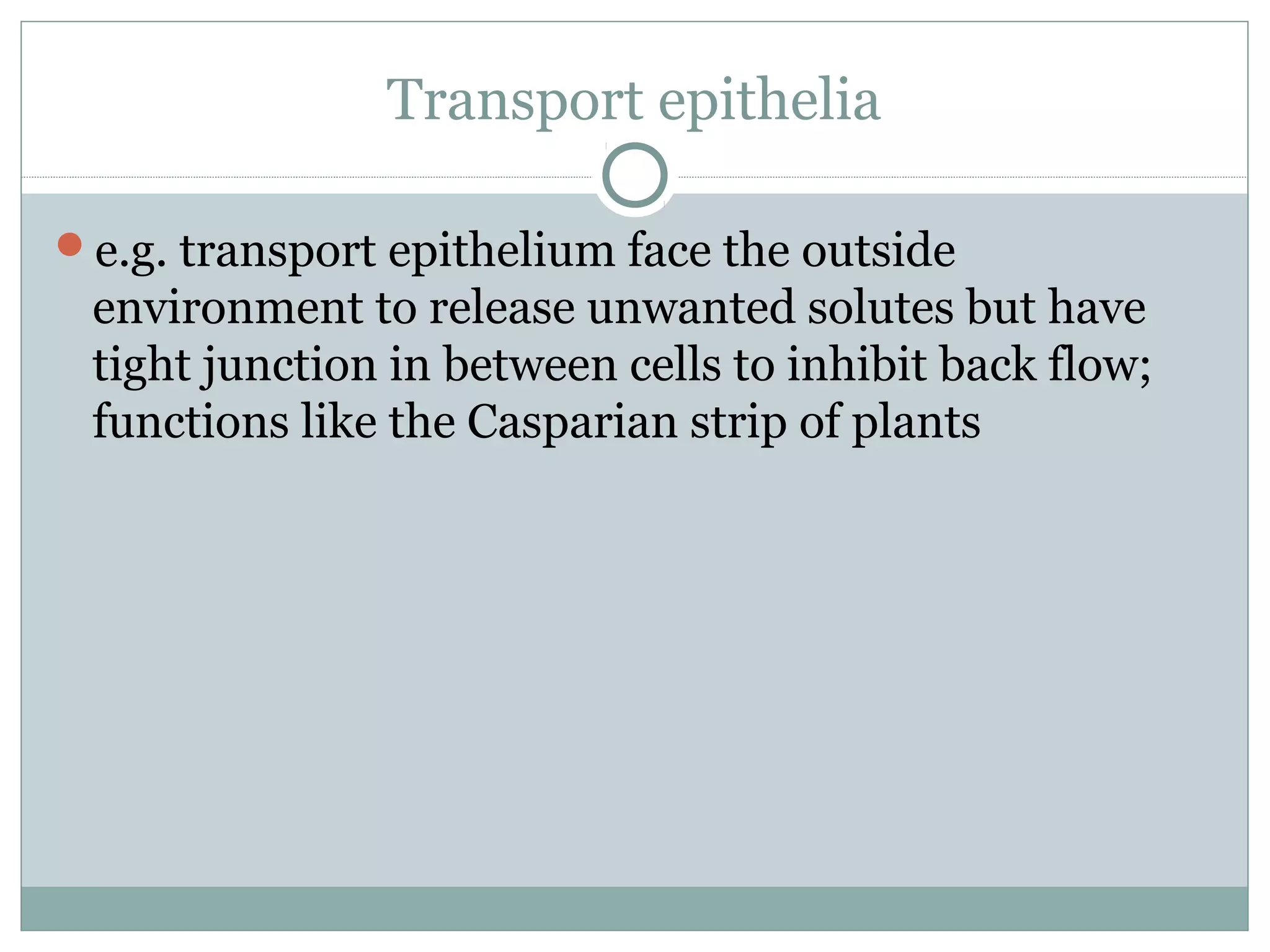 Transport epithelia
e.g. transport epithelium face the outside
environment to release unwanted solutes but have
tight junction in between cells to inhibit back flow;
functions like the Casparian strip of plants
 
