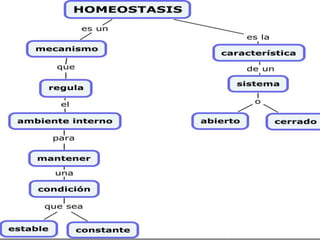 Homeostasis