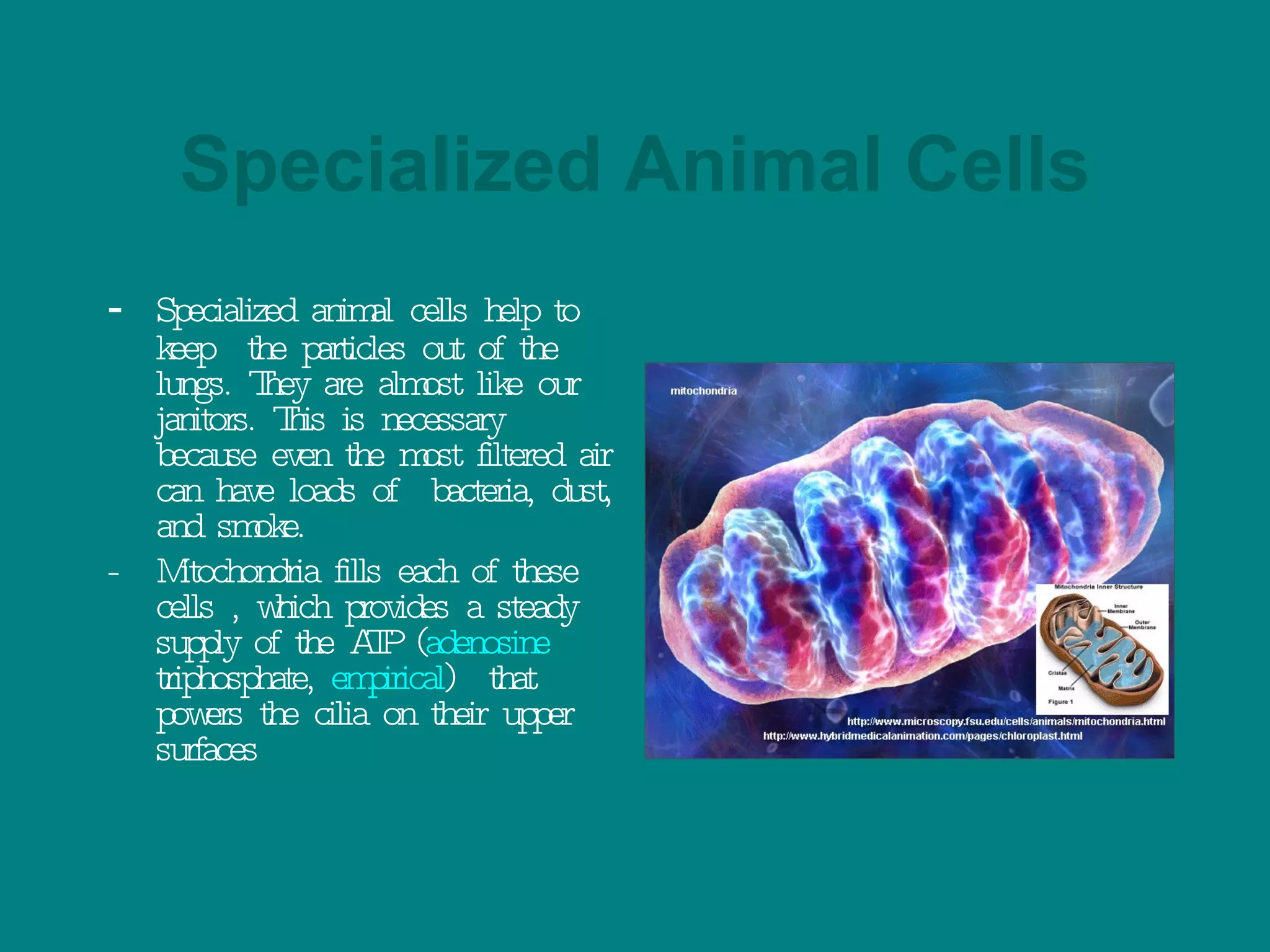 Specialized Animal Cells - Specialized animal cells help to keep  the particles out of the lungs. They are almost like our janitors. This is necessary because even the most filtered air can have loads of  bacteria, dust, and smoke. - Mitochondria fills each of these cells , which provides a steady supply of the ATP ( adenosine  triphosphate ,  empirical )  that powers the cilia on their upper surfaces 