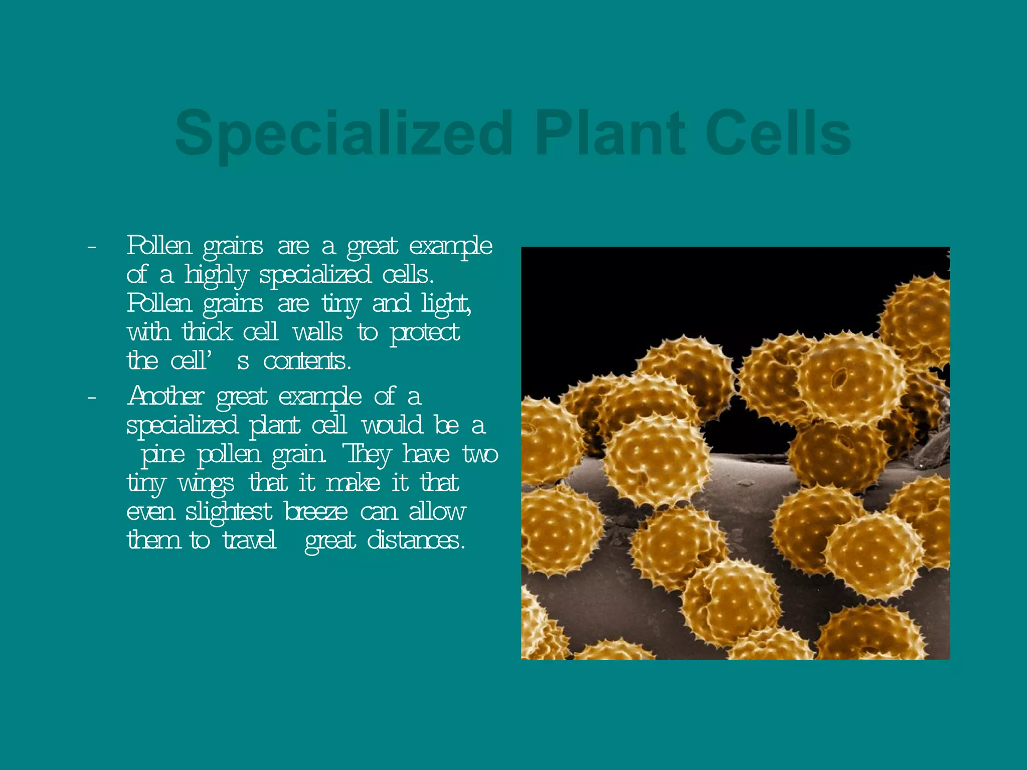 Specialized Plant Cells - Pollen grains are a great example of a highly specialized cells. Pollen grains are tiny and light, with thick cell walls to protect the cell’s contents.  - Another great example of a specialized plant cell would be a  pine pollen grain. They have two tiny wings that it make it that even slightest breeze can allow them to travel  great distances.   