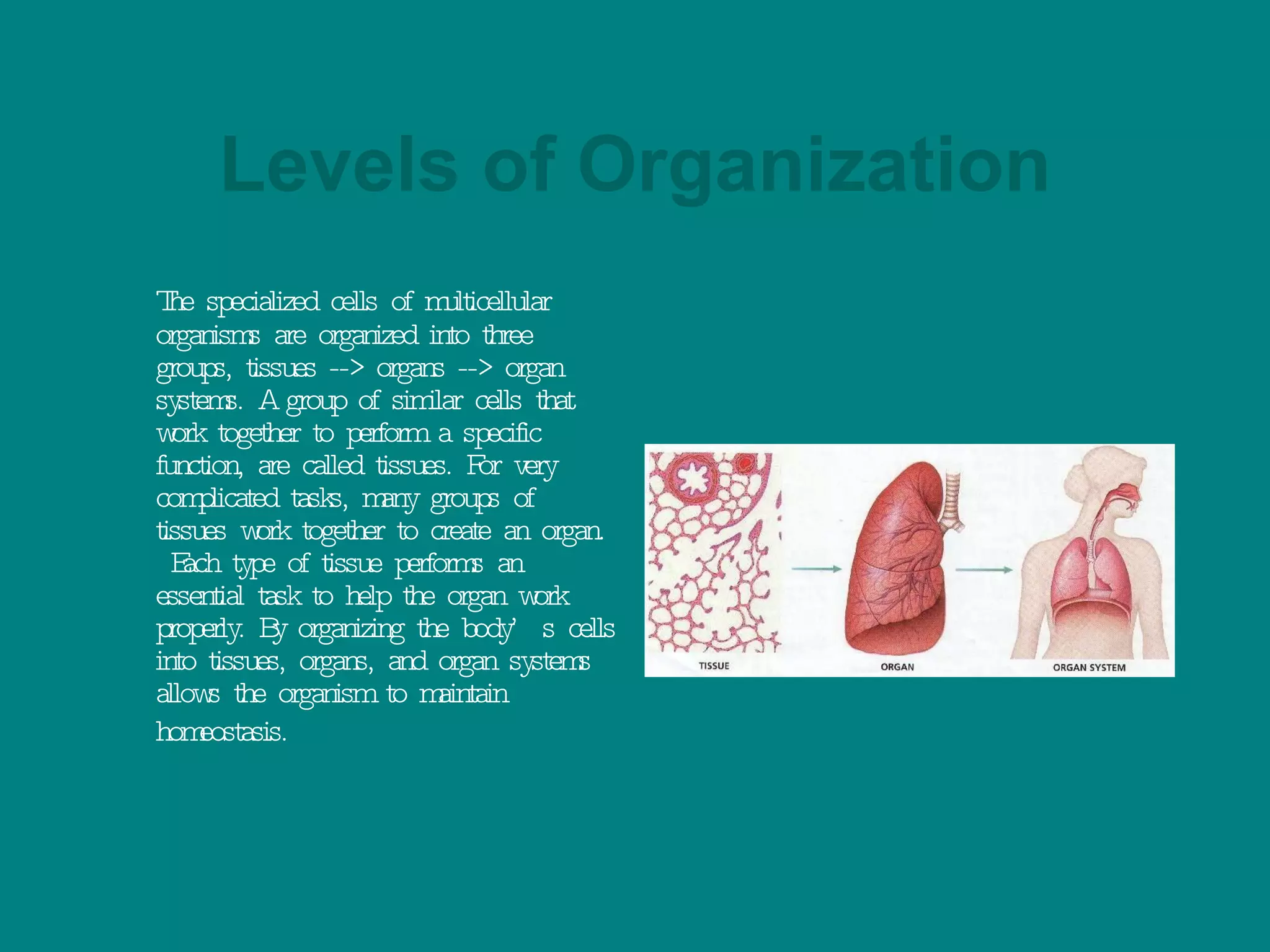 Levels of Organization The specialized cells of multicellular organisms are organized into three groups, tissues --> organs --> organ systems. A group of similar cells that work together to perform a specific function, are called tissues. For very complicated tasks, many groups of tissues work together to create an organ.  Each type of tissue performs an essential task to help the organ work properly. By organizing the body’s cells into tissues, organs, and organ systems allows the organism to maintain homeostasis.   