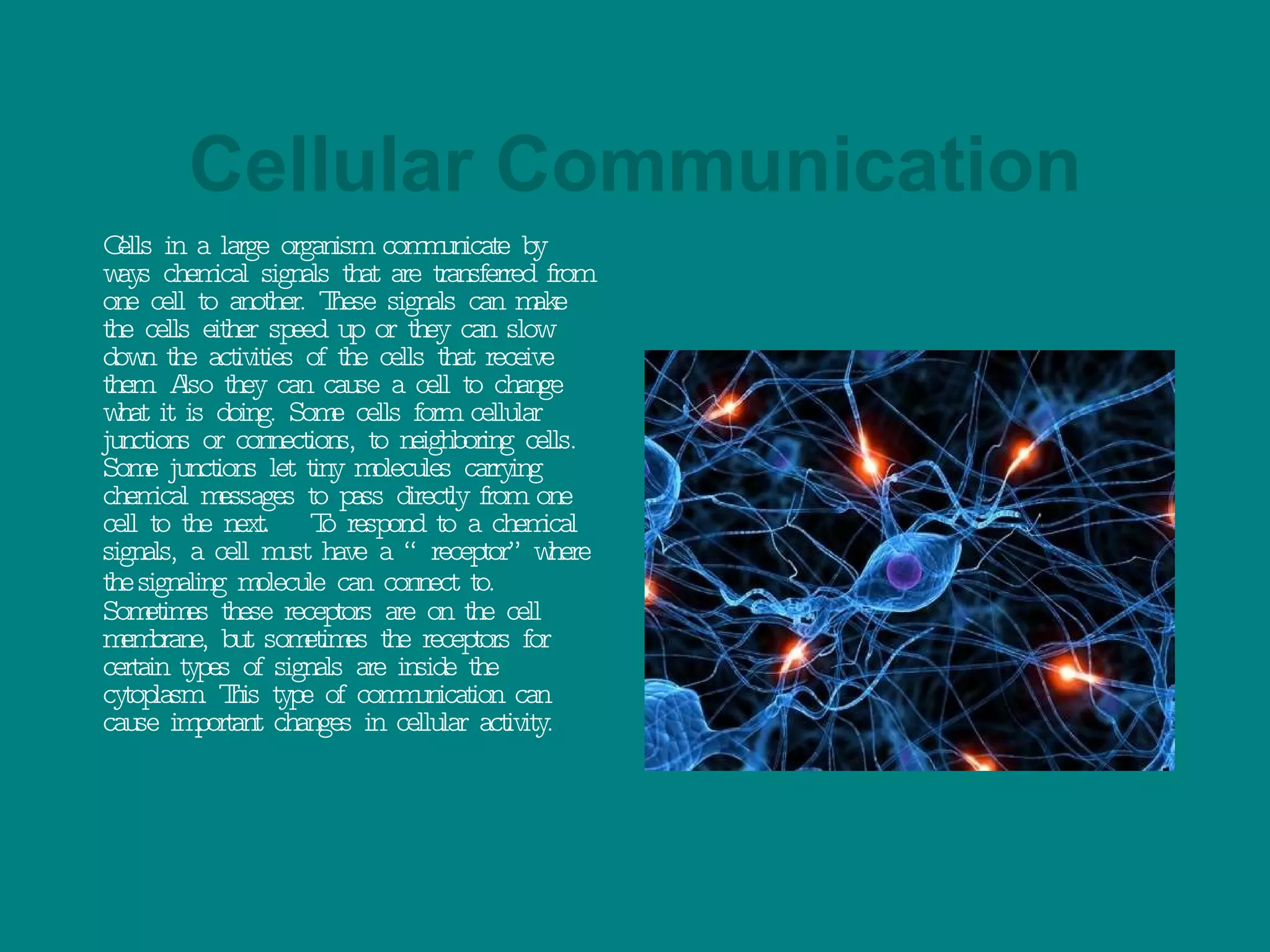 Cellular Communication Cells in a large organism communicate by ways chemical signals that are transferred from one cell to another. These signals can make the cells either speed up or they can slow down the activities of the cells that receive them. Also they can cause a cell to change what it is doing. Some cells form cellular junctions or connections, to neighboring cells. Some junctions let tiny molecules carrying chemical messages to pass directly from one cell to the next.  To respond to a chemical signals, a cell must have a “receptor” where the   signaling molecule can connect to. Sometimes these receptors are on the cell membrane, but sometimes the receptors for certain types of signals are inside the cytoplasm. This type of communication can cause important changes in cellular activity.  