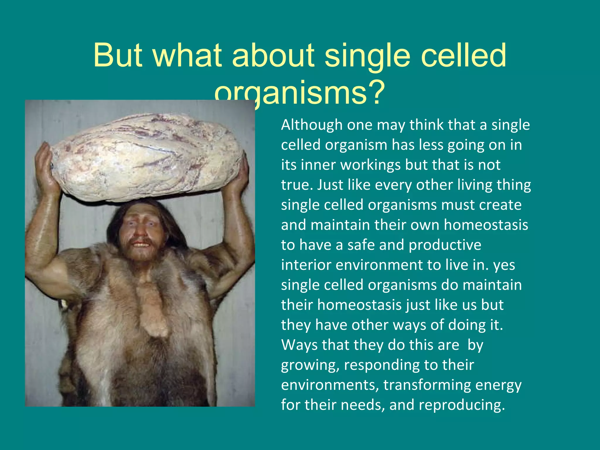 But what about single celled organisms? Although one may think that a single celled organism has less going on in its inner workings but that is not true. Just like every other living thing single celled organisms must create and maintain their own homeostasis to have a safe and productive interior environment to live in. yes single celled organisms do maintain their homeostasis just like us but they have other ways of doing it. Ways that they do this are  by growing, responding to their environments, transforming energy for their needs, and reproducing.  