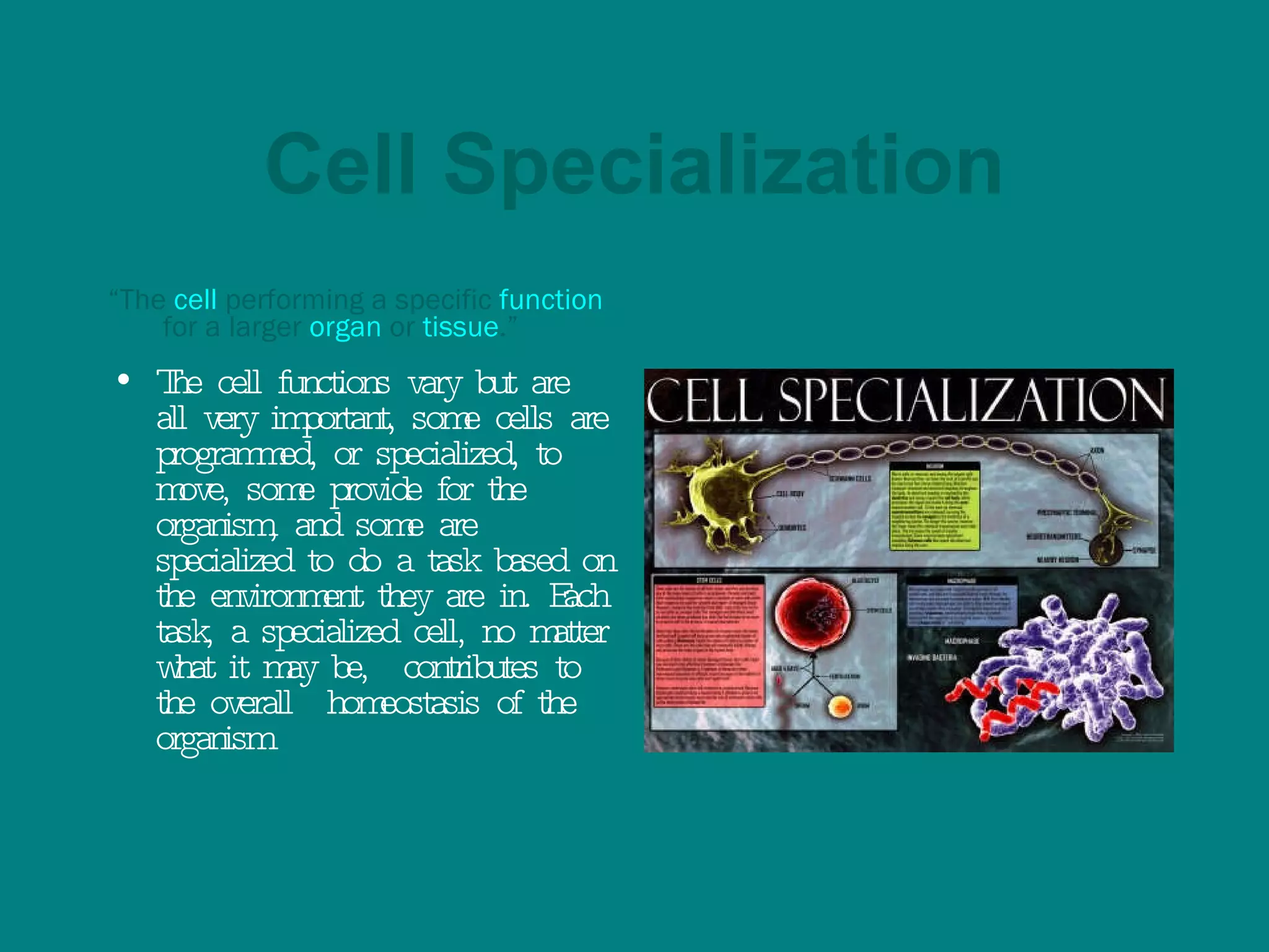 Cell Specialization “ The  cell  performing a specific  function  for a larger  organ  or  tissue .” The cell functions vary but are all very important, some cells are programmed, or specialized, to move, some provide for the organism, and some are specialized to do a task based on the environment they are in. Each task, a specialized cell, no matter what it may be,  contributes to the overall  homeostasis of the organism 