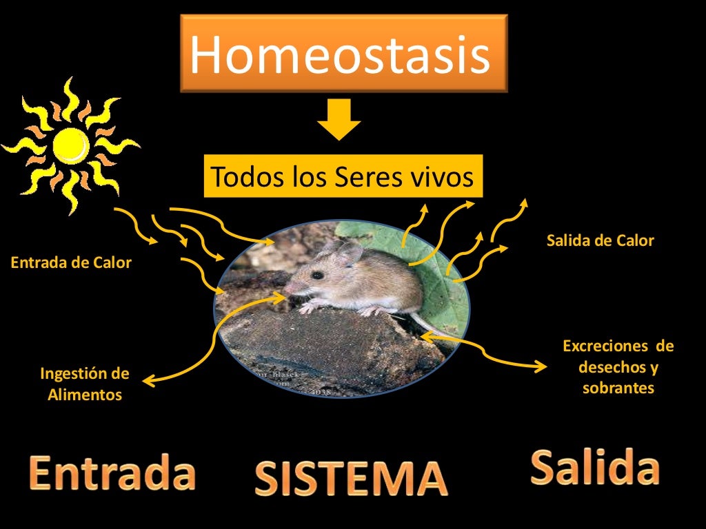 Que Es La Homeostasis En Animales es.slideshare.net