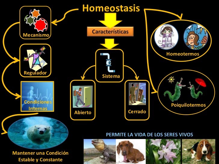 Homeostasis