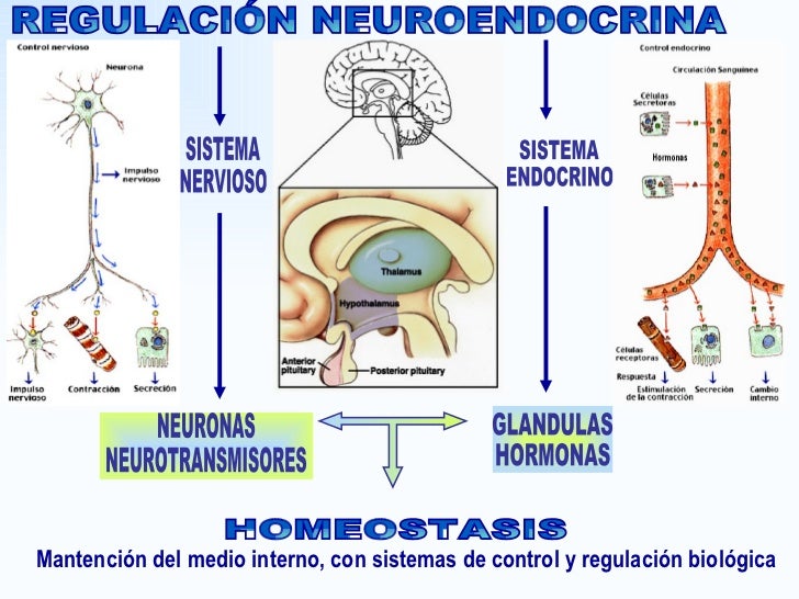 Homeostasis