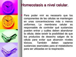 Homeostasis a nivel celular.

   Para poder vivir es necesario que los
    componentes de las células se mantengan
    en unas concentraciones más o menos
    uniformes. La membrana celular es
    responsable de controlar qué sustancias
    pueden entrar y cuáles deben abandonar
    la célula; debe existir la posibilidad de que
    los productos de desecho salgan de la
    célula para evitar que alcancen niveles
    tóxicos.     También      deben      captarse
    sustancias esenciales para el metabolismo
    para ser utilizadas en la respiración.
 